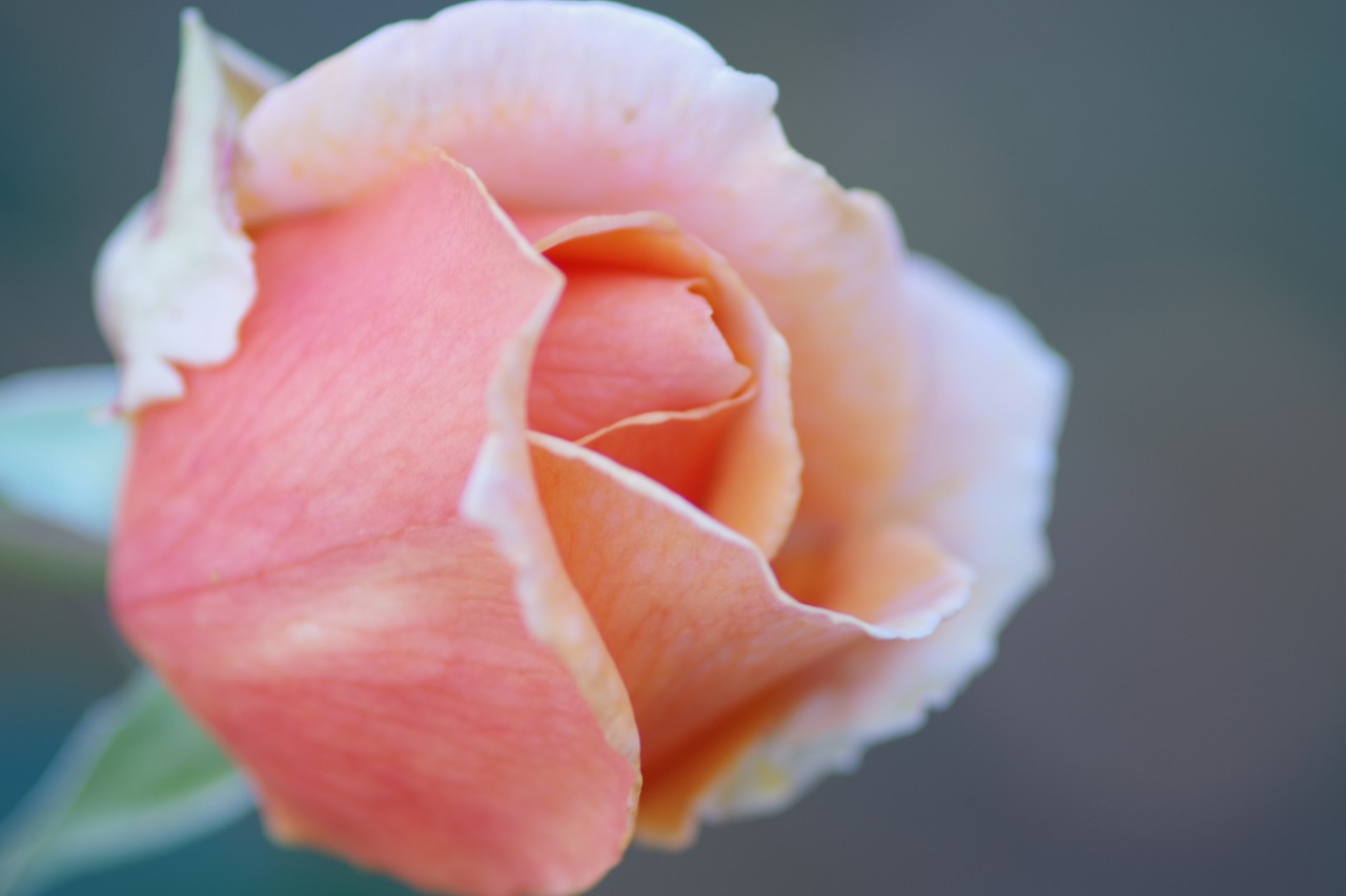 群馬県前橋市の敷島公園のバラ園