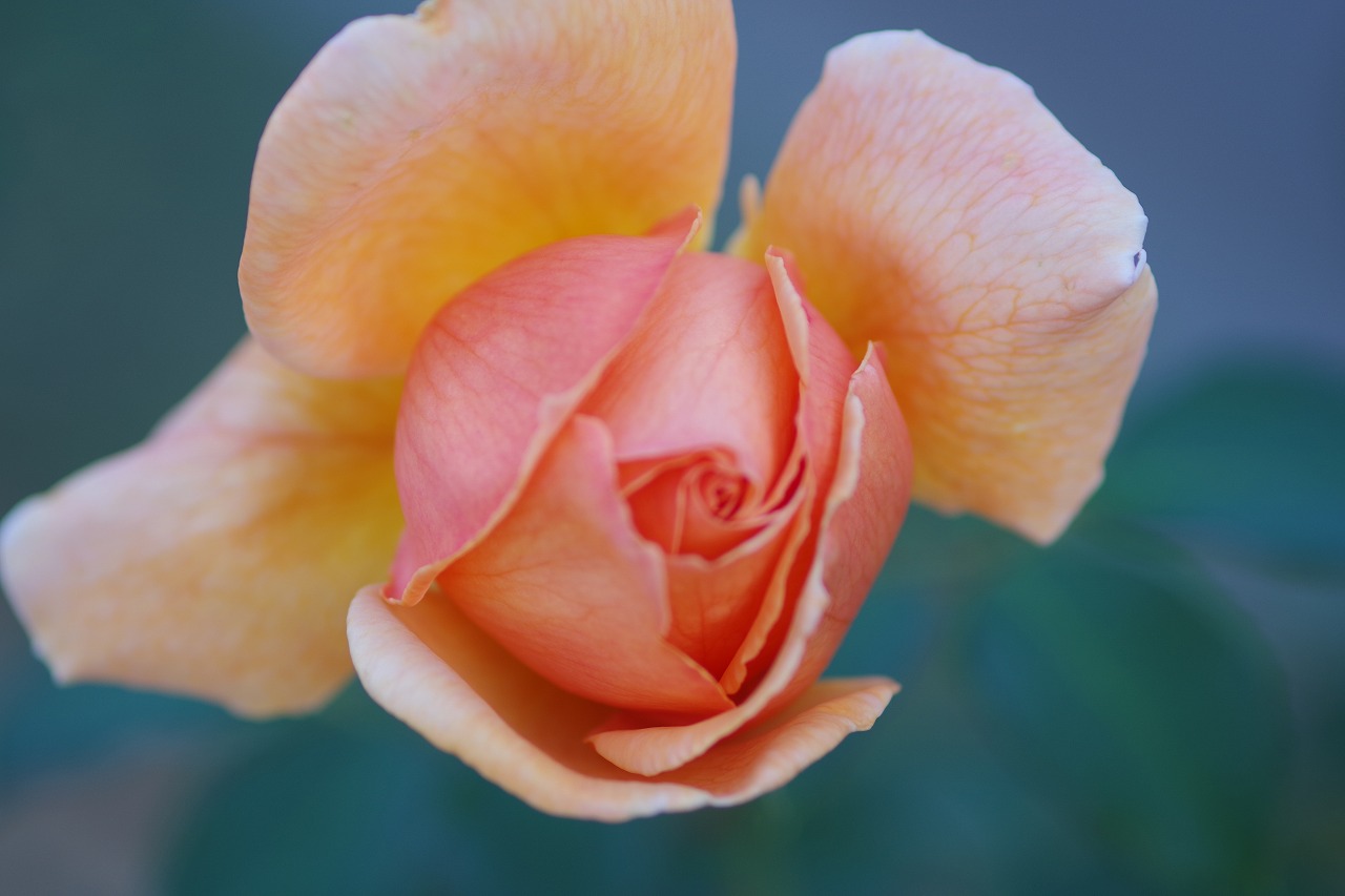 群馬県前橋市の敷島公園のバラ園