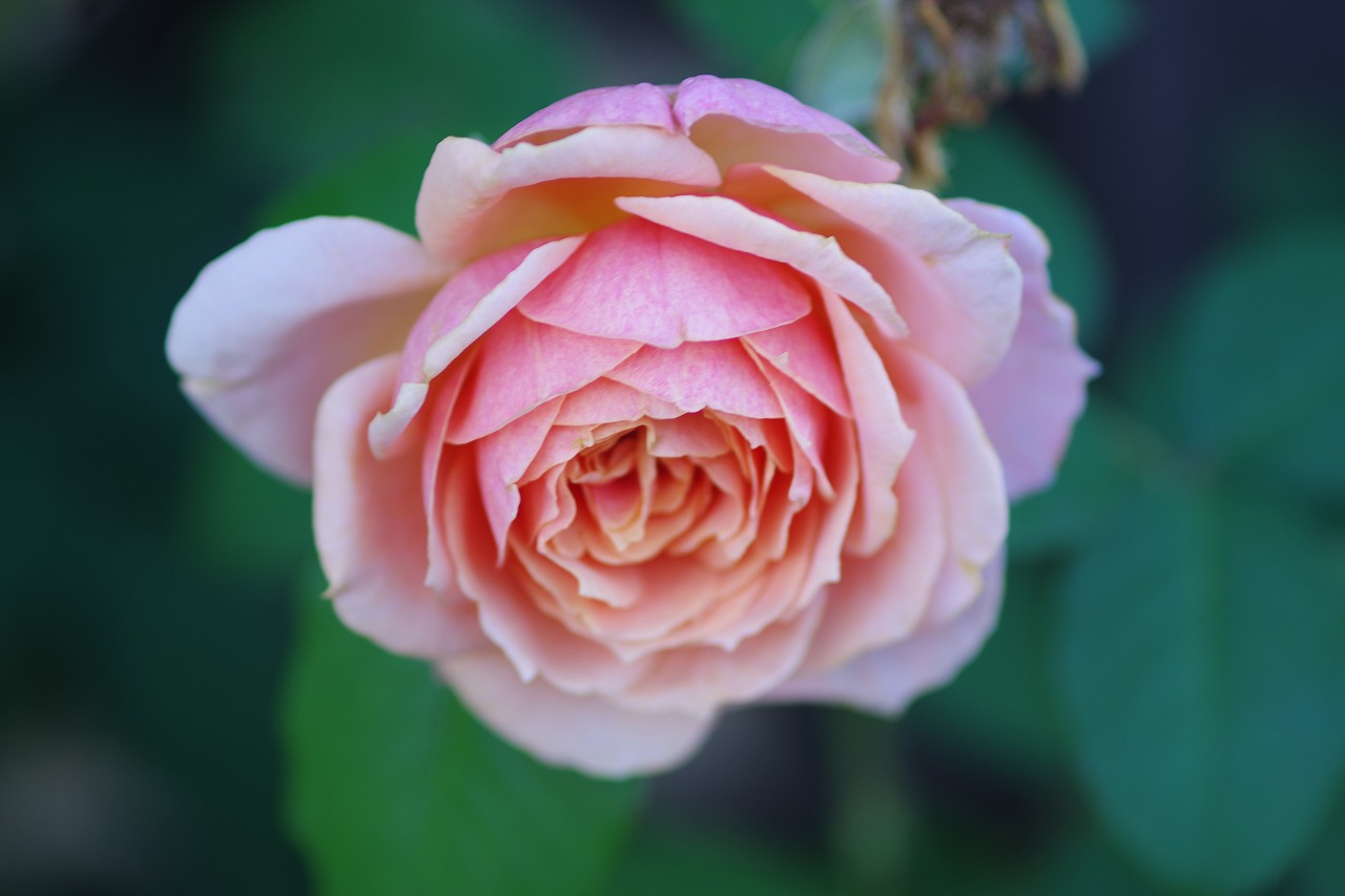 群馬県前橋市の敷島公園のバラ園