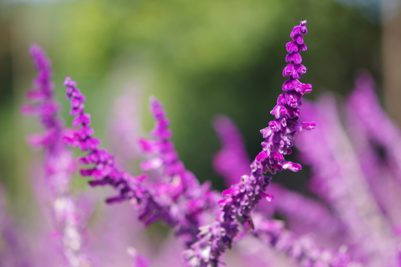 栃木県足利市のあしかがフラワーパークの花々