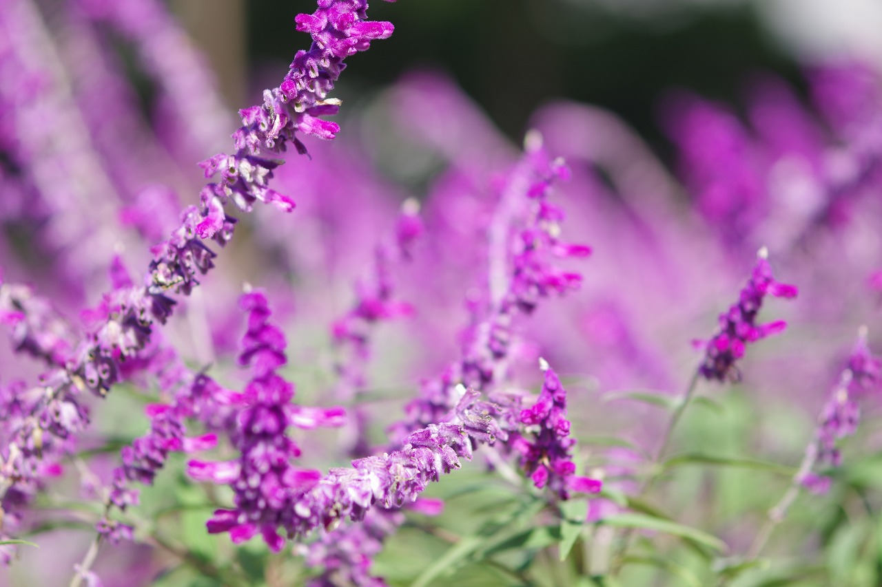 栃木県足利市のあしかがフラワーパークの花々