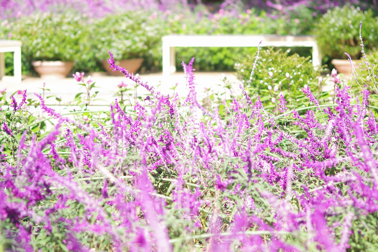 栃木県足利市のあしかがフラワーパークの花々