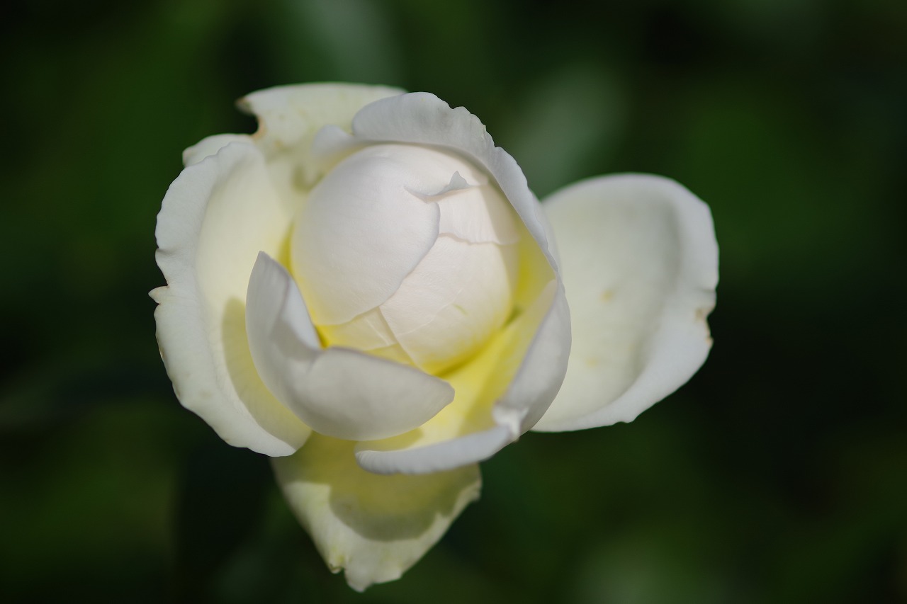 栃木県足利市のあしかがフラワーパークの花々