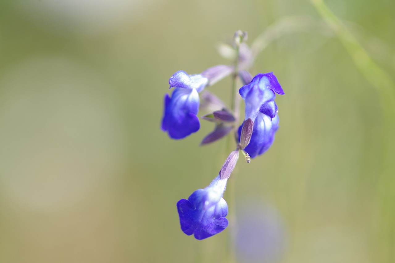 栃木県足利市のあしかがフラワーパークの花々