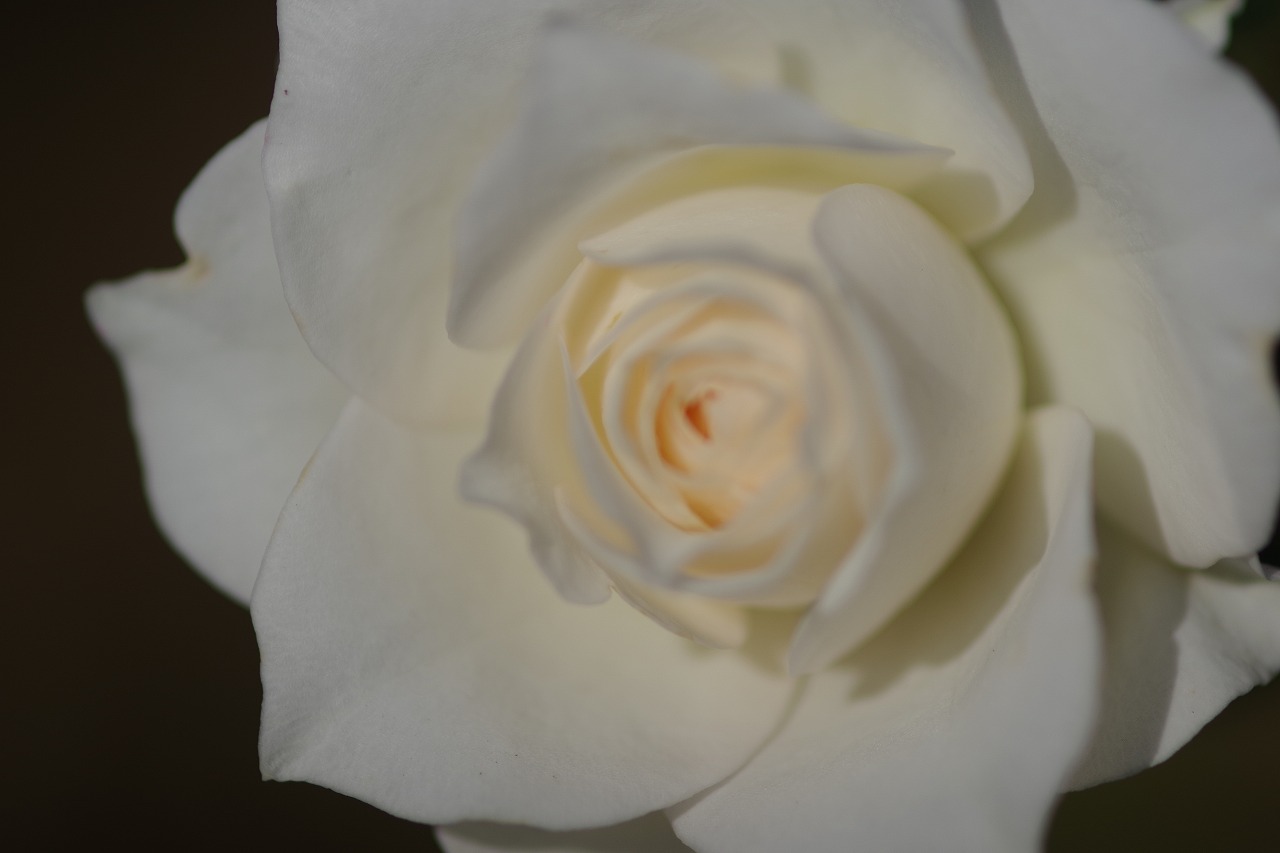 栃木県足利市のあしかがフラワーパークの花々