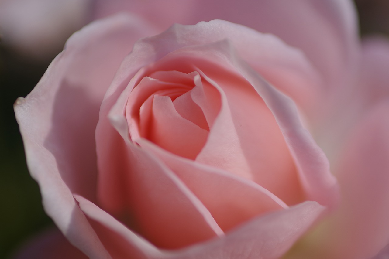 栃木県足利市のあしかがフラワーパークの花々