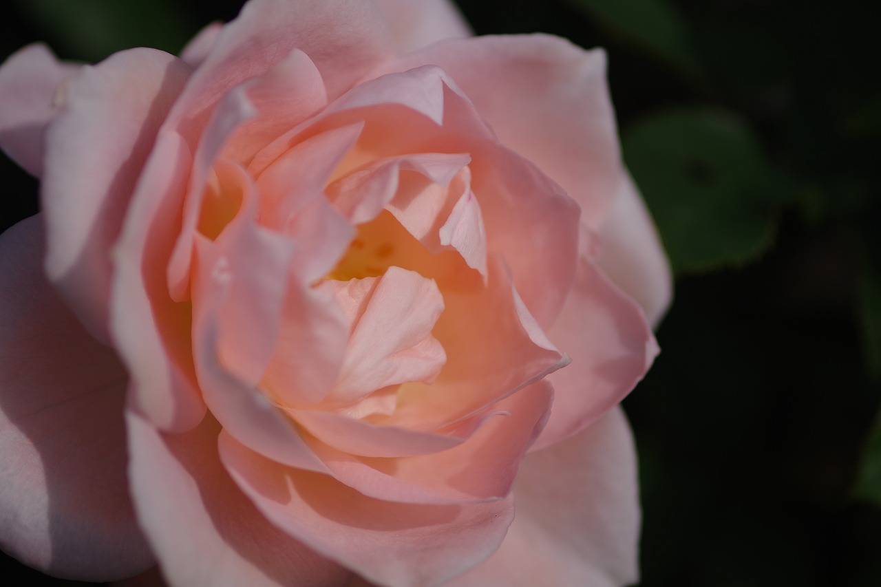 栃木県足利市のあしかがフラワーパークの花々