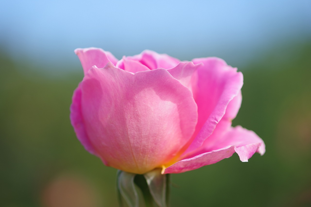 栃木県足利市のあしかがフラワーパークの花々