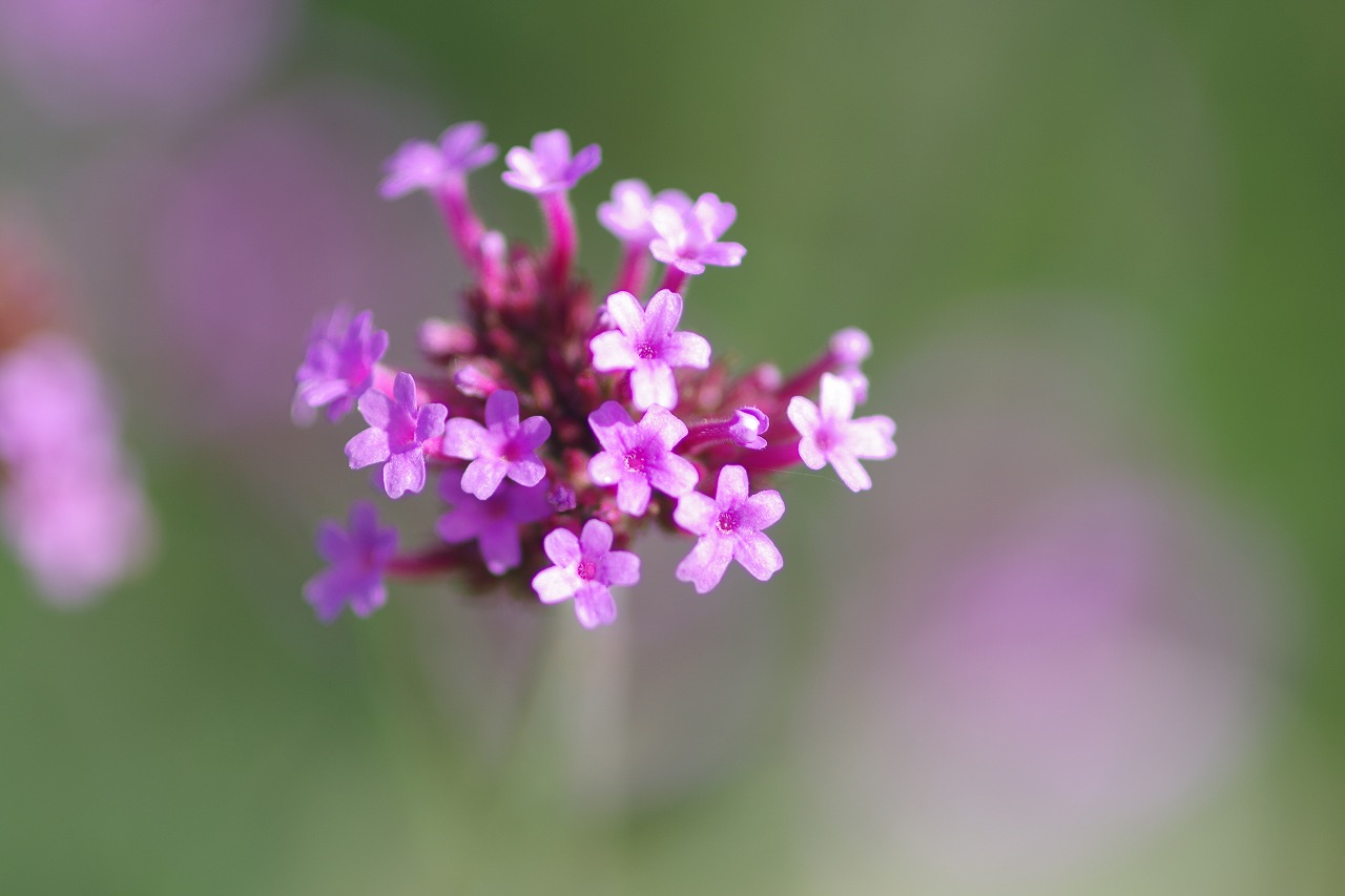 栃木県足利市のあしかがフラワーパークの花々