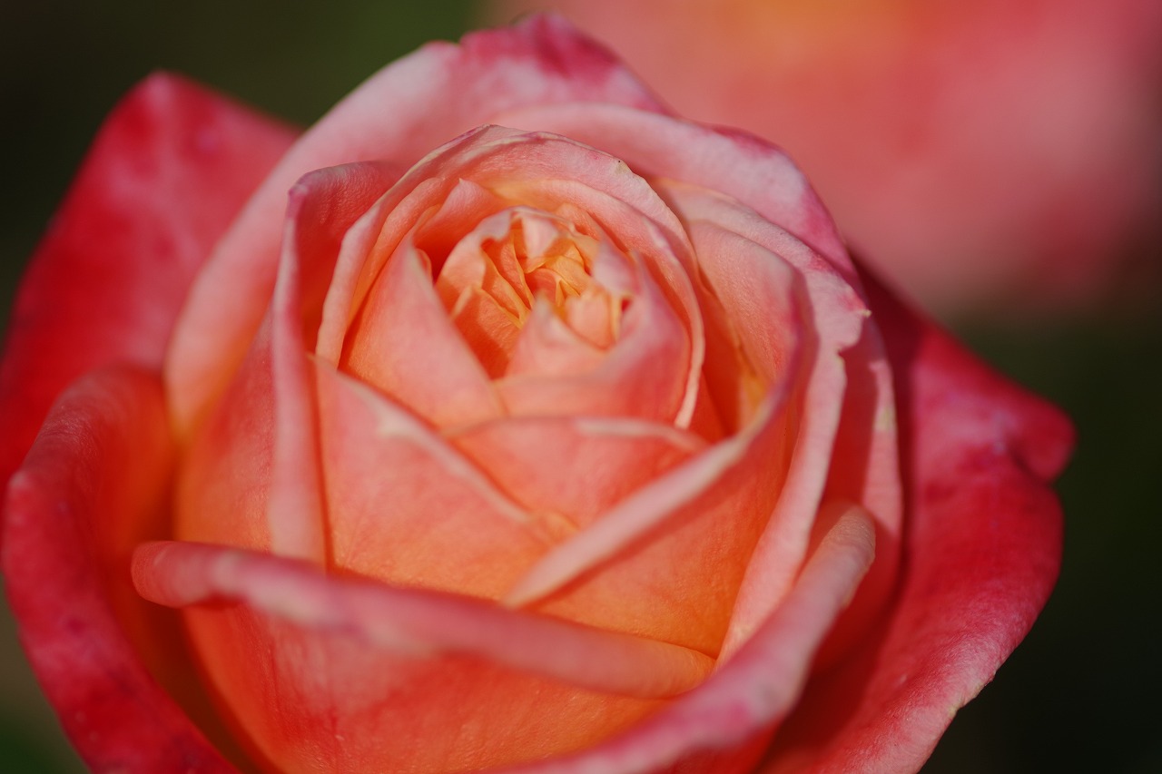 栃木県足利市のあしかがフラワーパークの花々