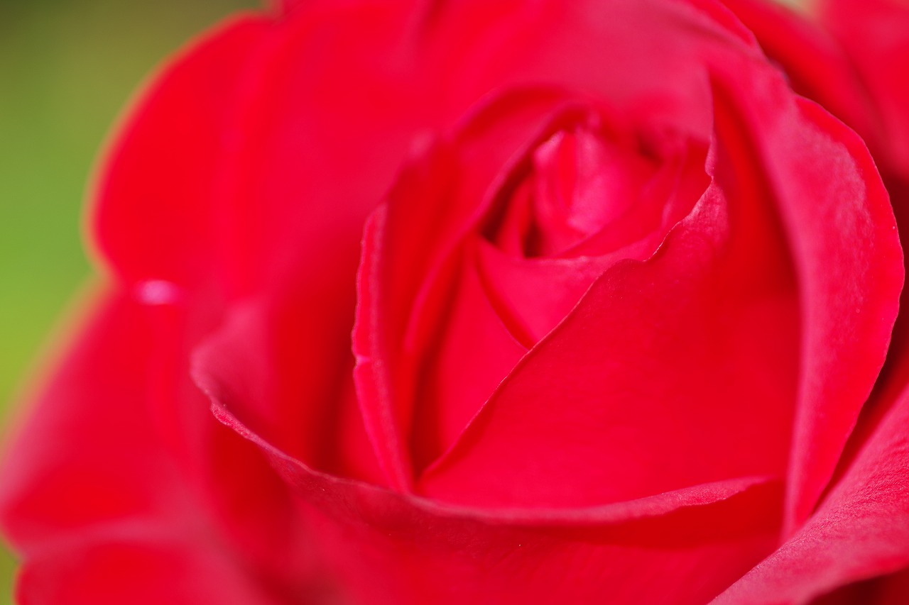 栃木県足利市のあしかがフラワーパークの花々