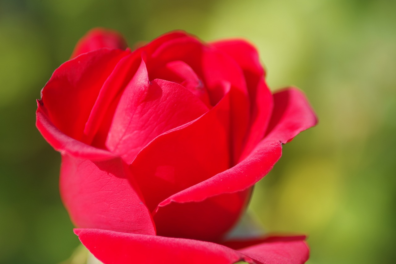 栃木県足利市のあしかがフラワーパークの花々