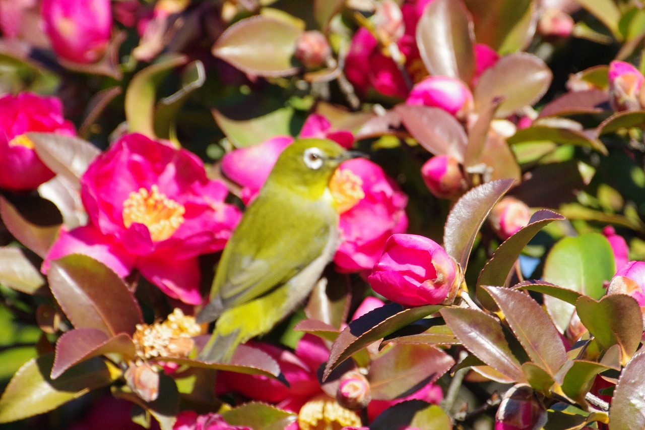群馬県太田市の太田市運動公園