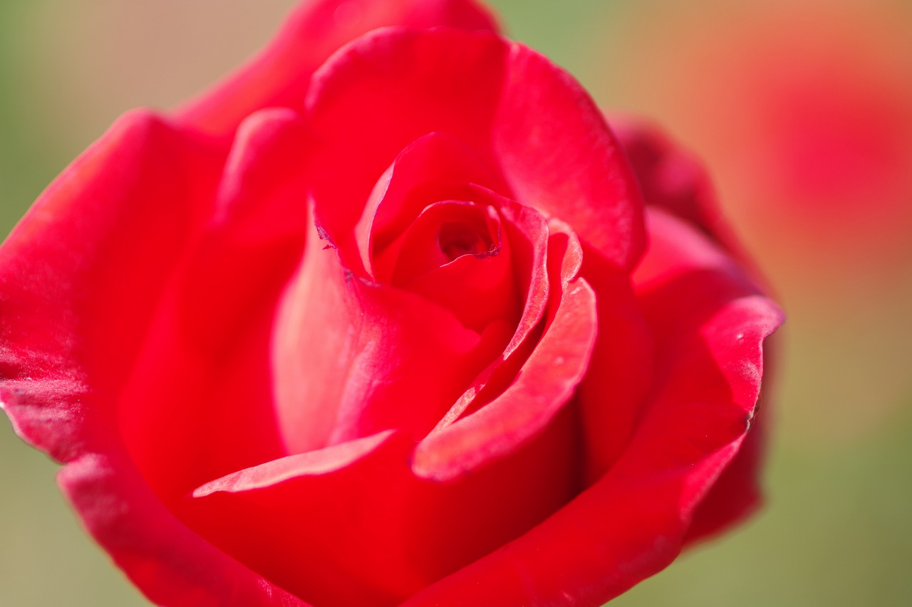 栃木県足利市のあしかがフラワーパークの花々