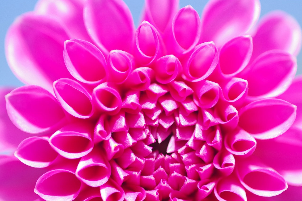 栃木県足利市のあしかがフラワーパークの花々