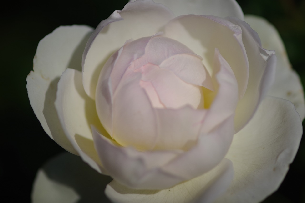 栃木県足利市のあしかがフラワーパークの花々