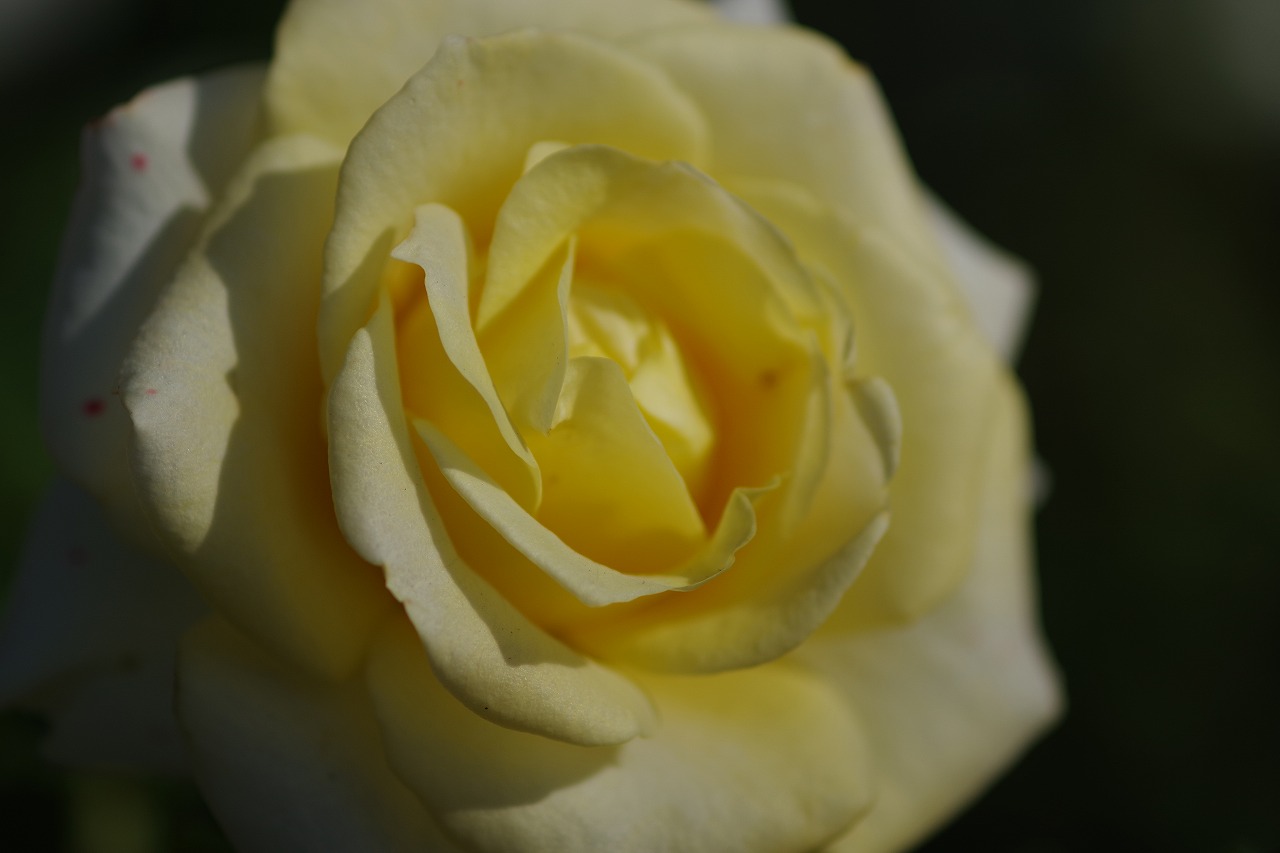 栃木県足利市のあしかがフラワーパークの花々