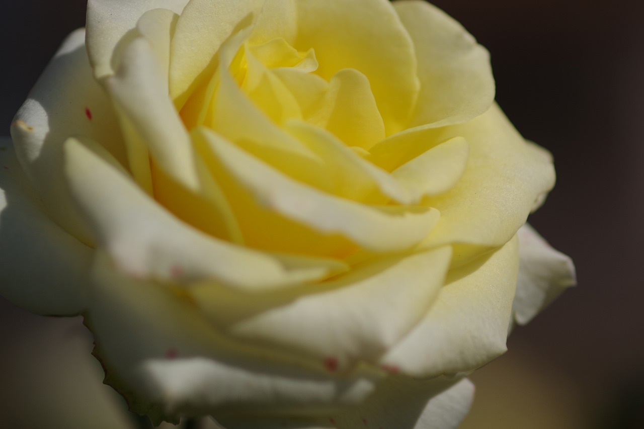 栃木県足利市のあしかがフラワーパークの花々