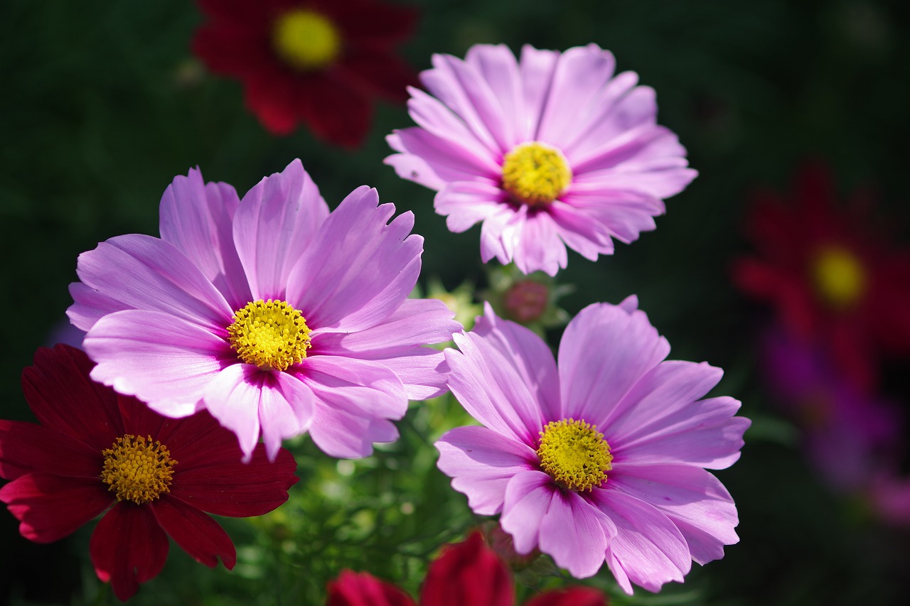 栃木県足利市のあしかがフラワーパークの花々