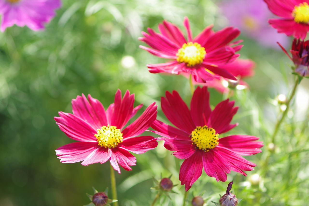 栃木県足利市のあしかがフラワーパークの花々