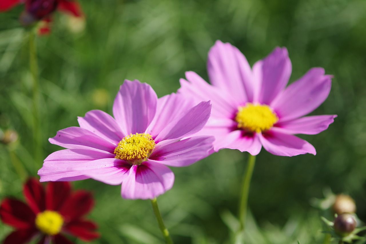 栃木県足利市のあしかがフラワーパークの花々
