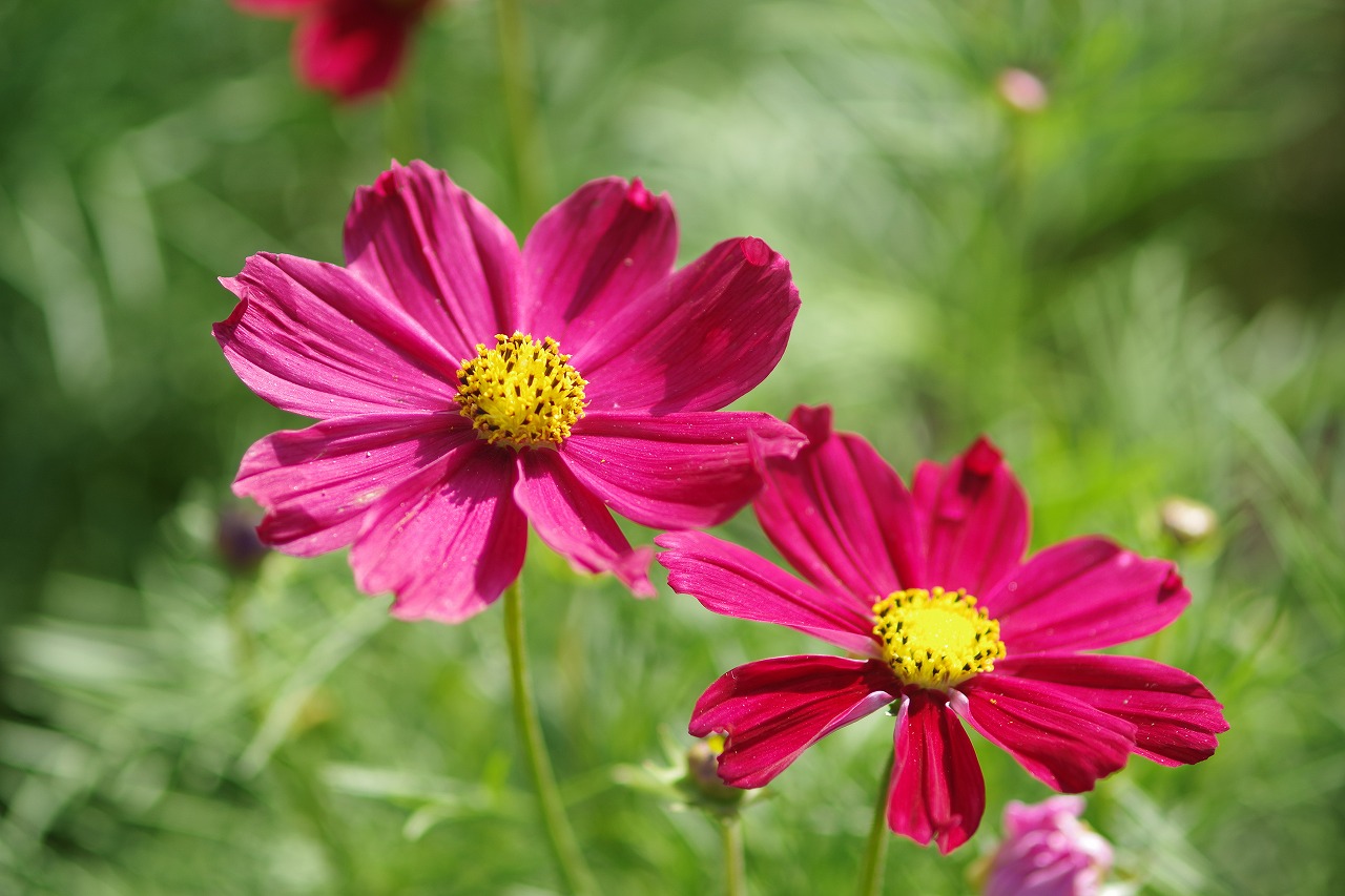 栃木県足利市のあしかがフラワーパークの花々