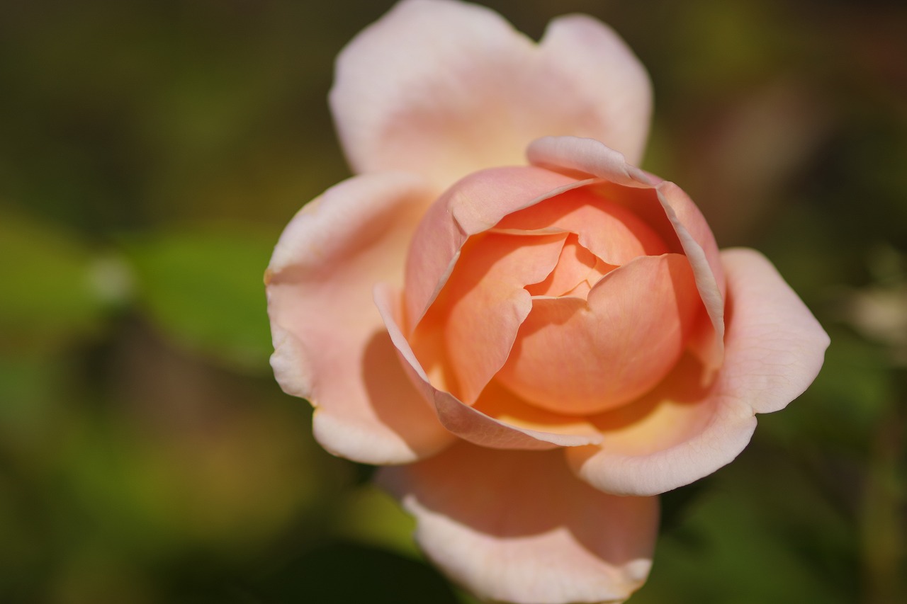 群馬県前橋市の群馬フラワーパークの花々