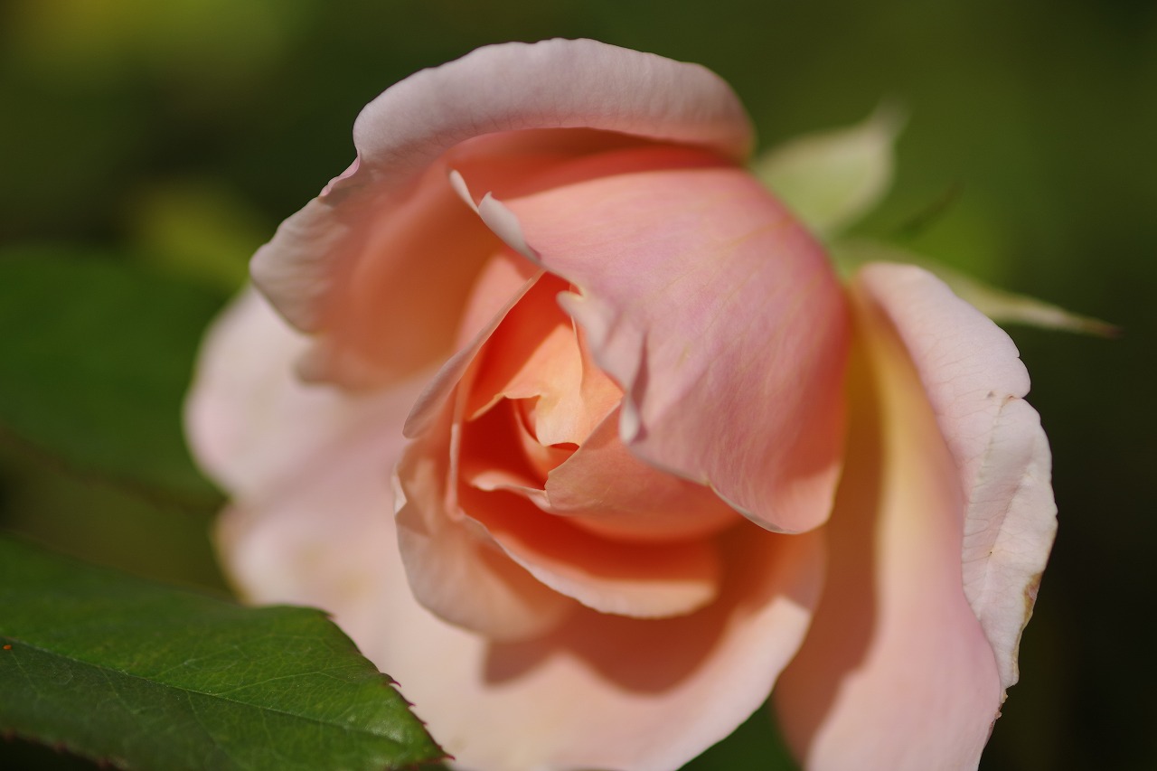 群馬県前橋市の群馬フラワーパークの花々