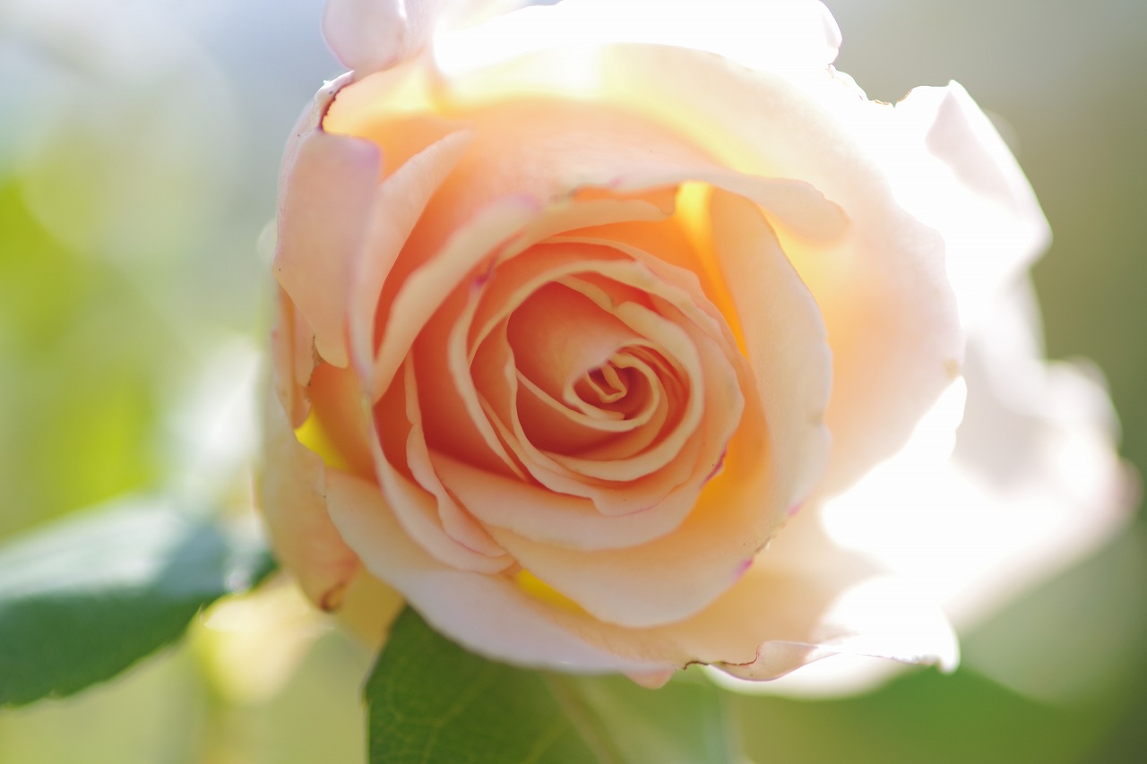 群馬県前橋市の群馬フラワーパークの花々