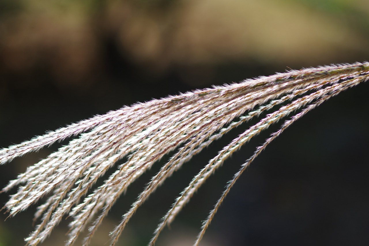 群馬県前橋市の群馬フラワーパークの花々
