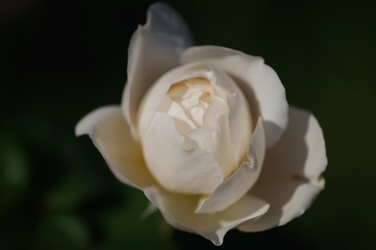 群馬県前橋市の群馬フラワーパークの花々