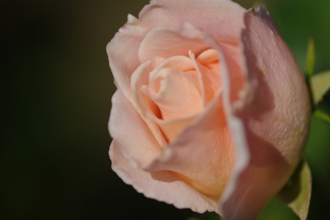 群馬県前橋市の群馬フラワーパークの花々
