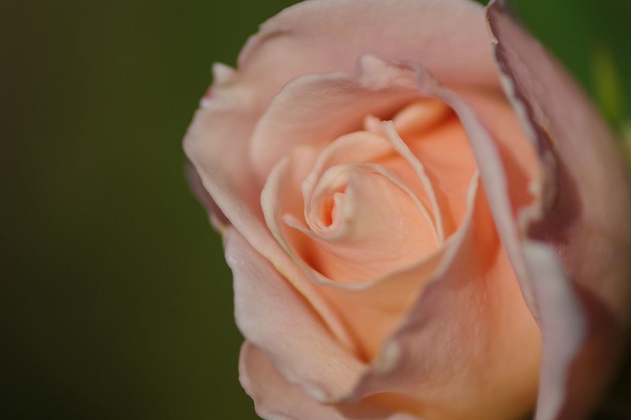 群馬県前橋市の群馬フラワーパークの花々
