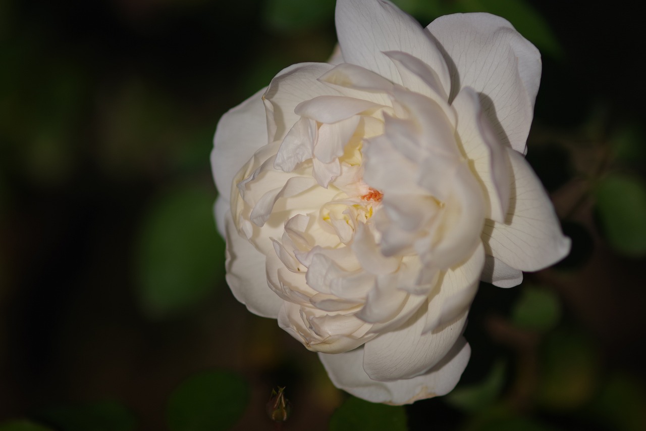 群馬県前橋市の群馬フラワーパークの花々