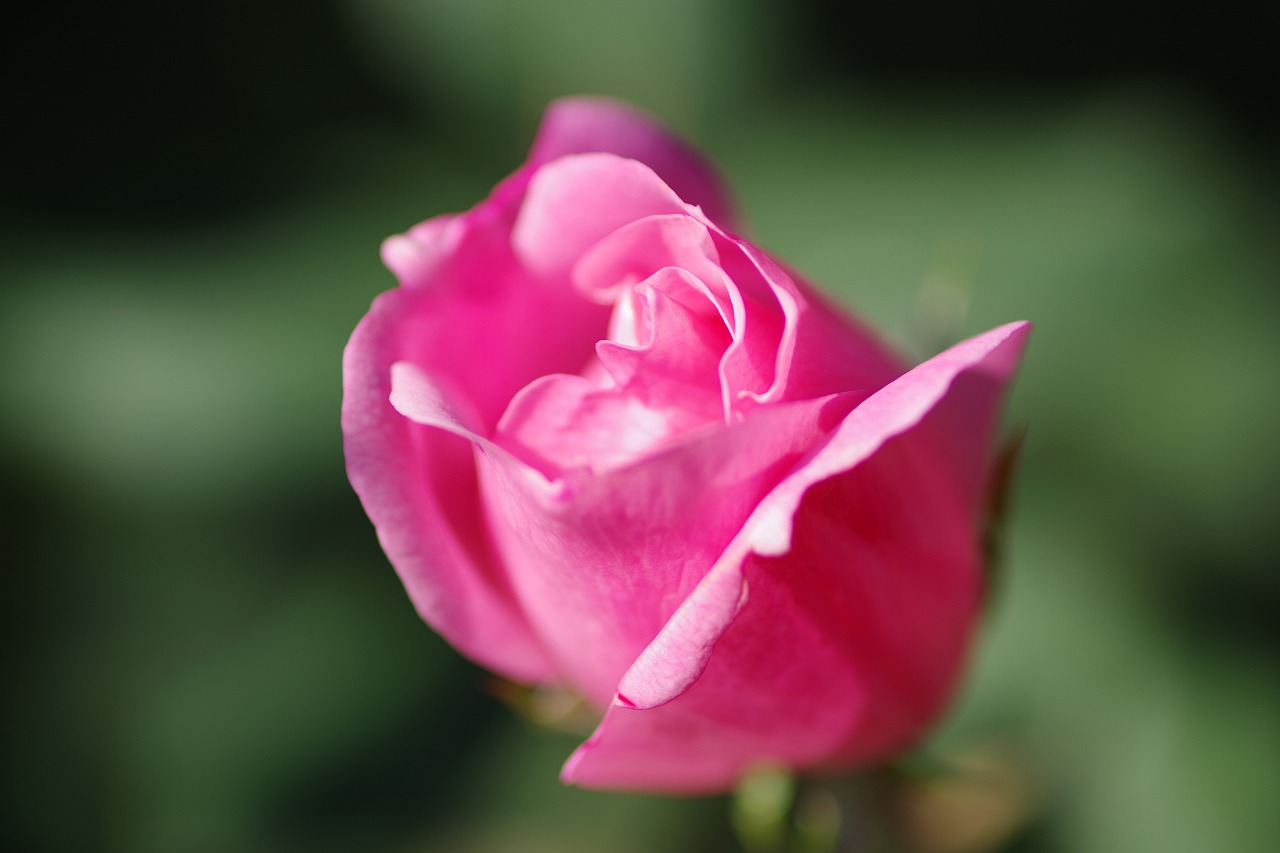 群馬県前橋市の群馬フラワーパークの花々