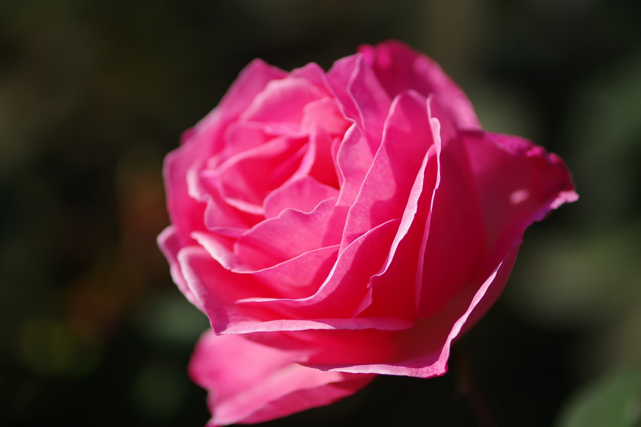 群馬県前橋市の群馬フラワーパークの花々