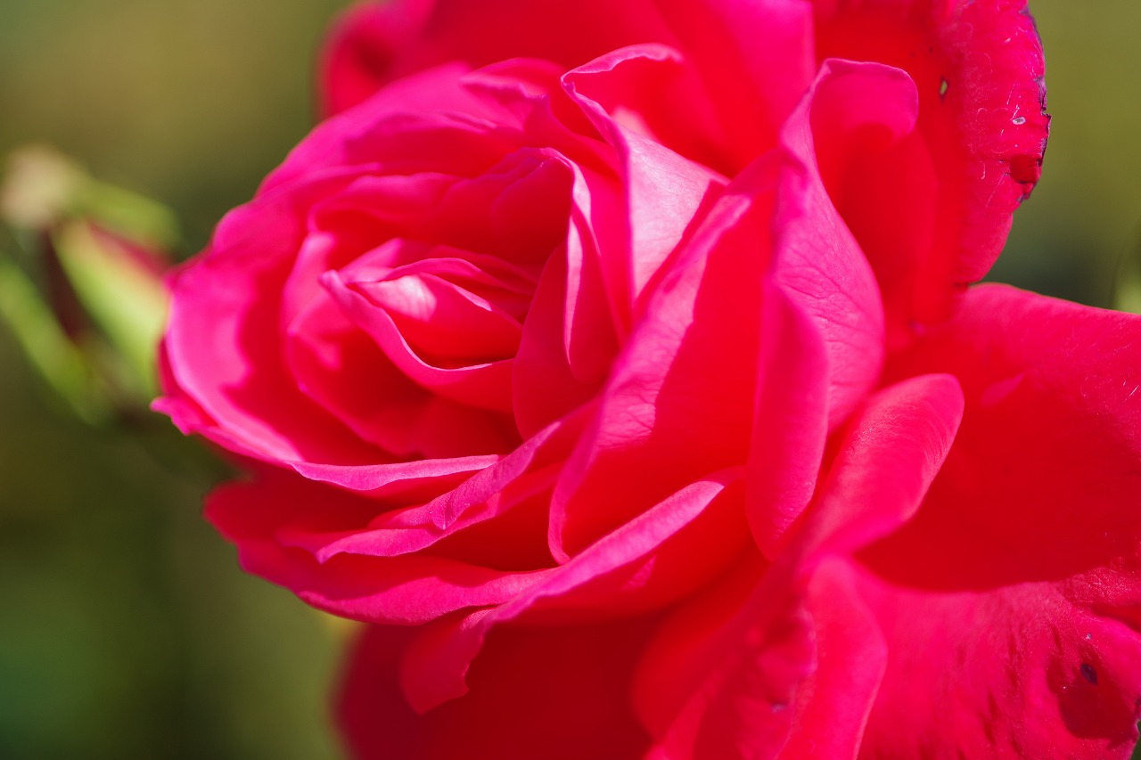 群馬県前橋市の群馬フラワーパークの花々