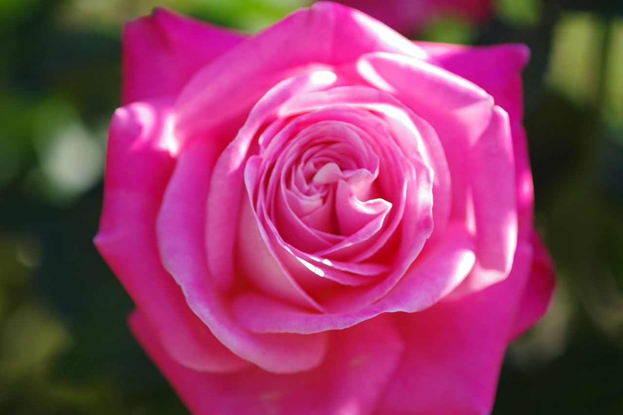 群馬県前橋市の群馬フラワーパークの花々