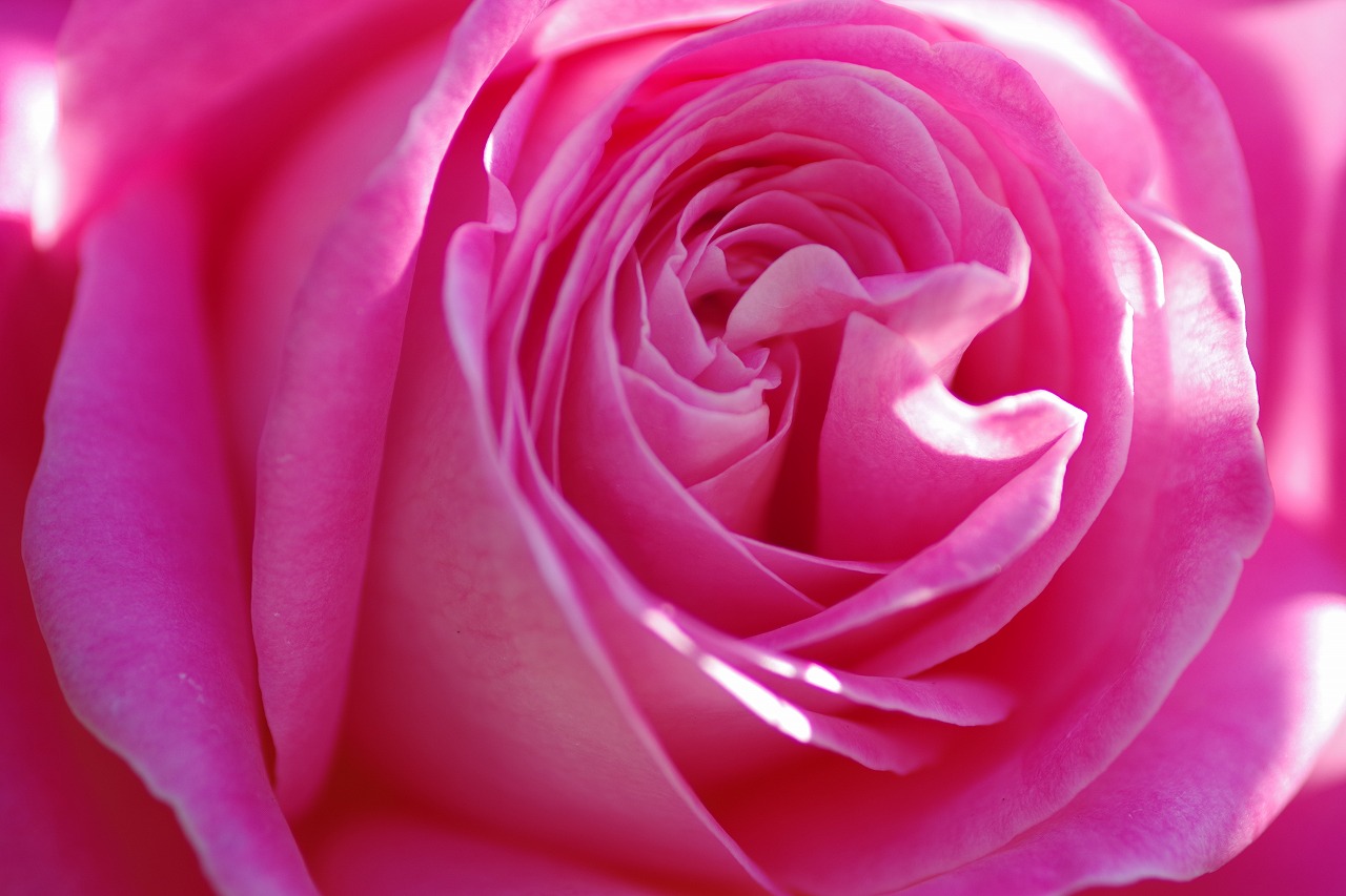 群馬県前橋市の群馬フラワーパークの花々