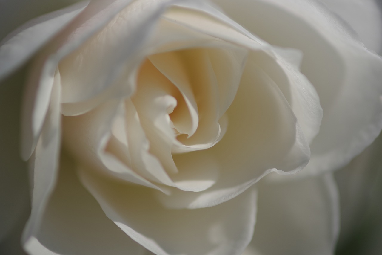 群馬県前橋市の群馬フラワーパークの花々