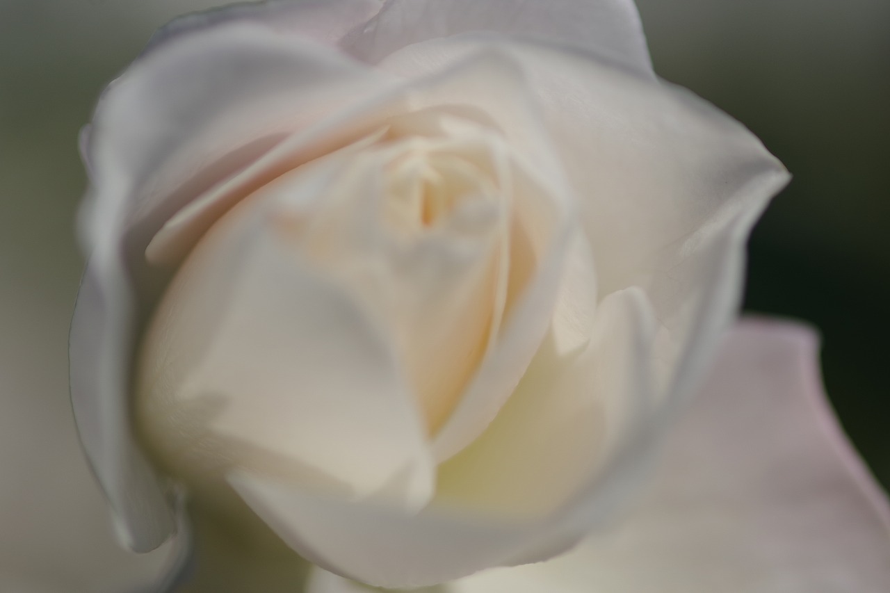 群馬県前橋市の群馬フラワーパークの花々