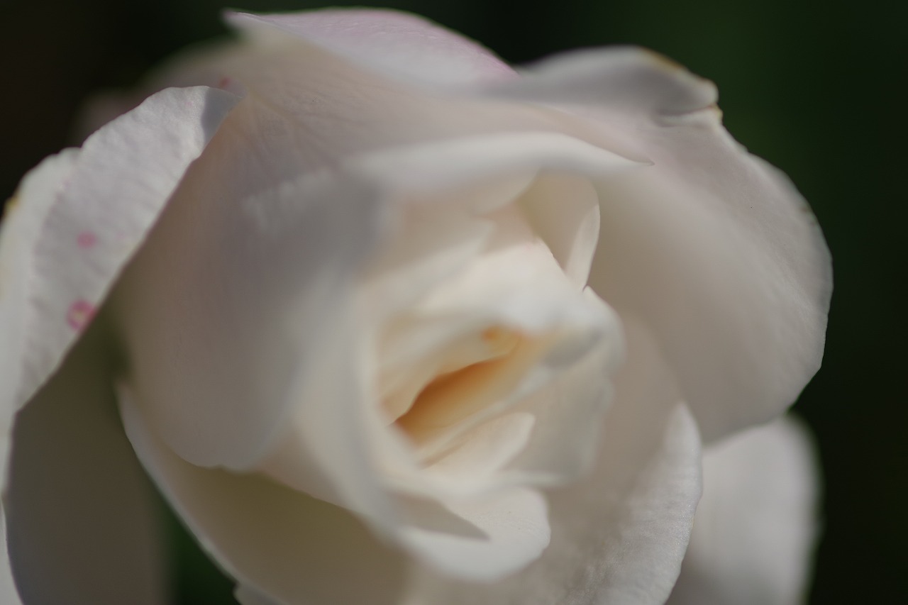 群馬県前橋市の群馬フラワーパークの花々
