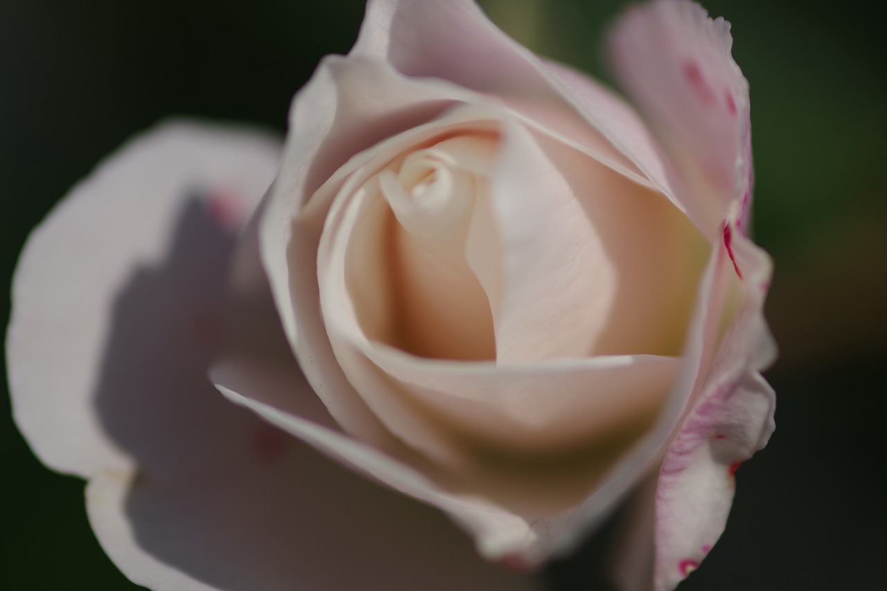 群馬県前橋市の群馬フラワーパークの花々