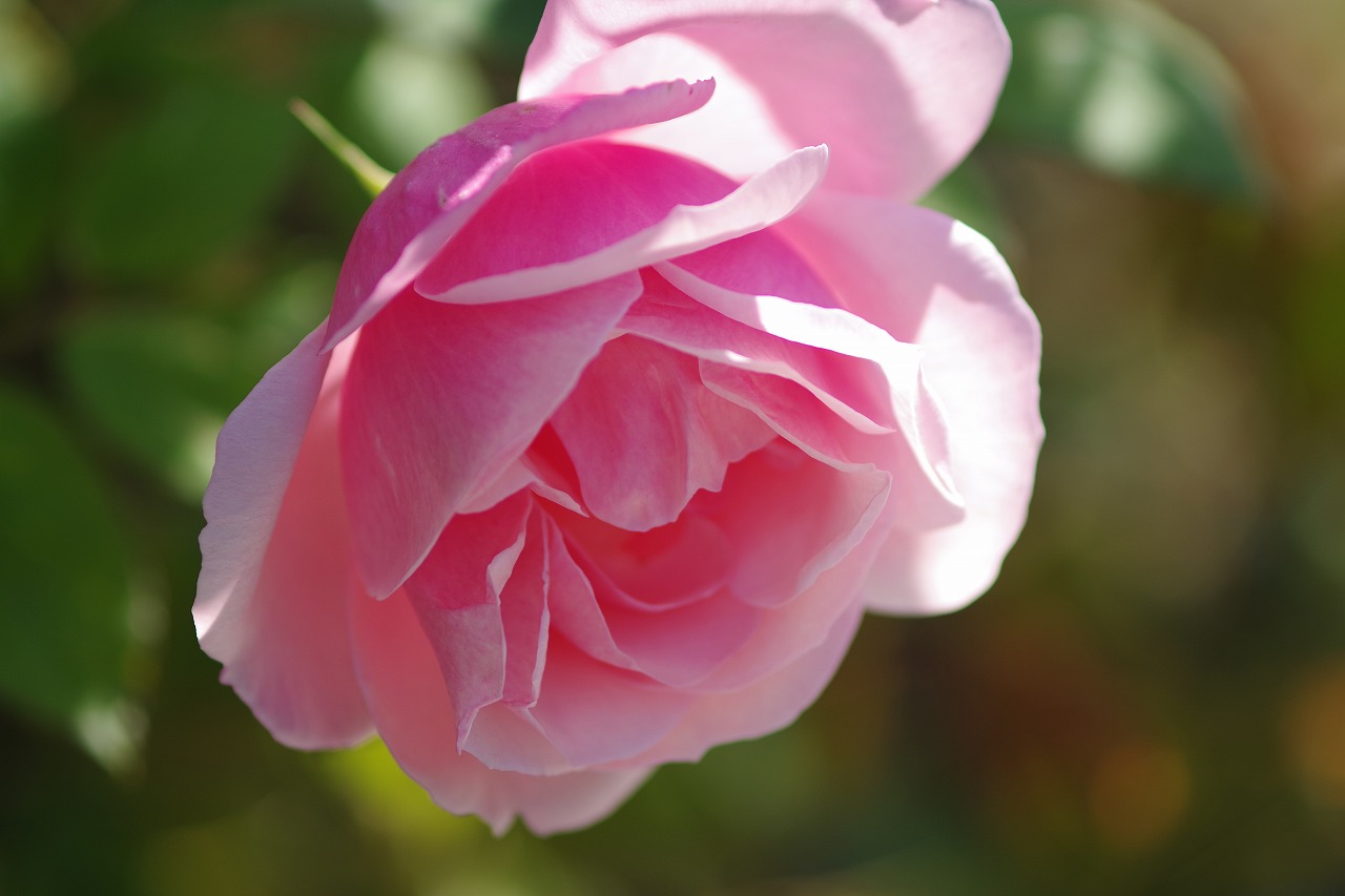群馬県前橋市の群馬フラワーパークの花々