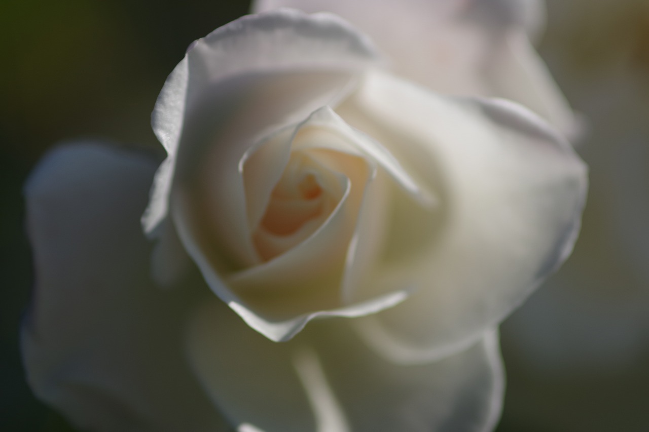 群馬県前橋市の群馬フラワーパークの花々