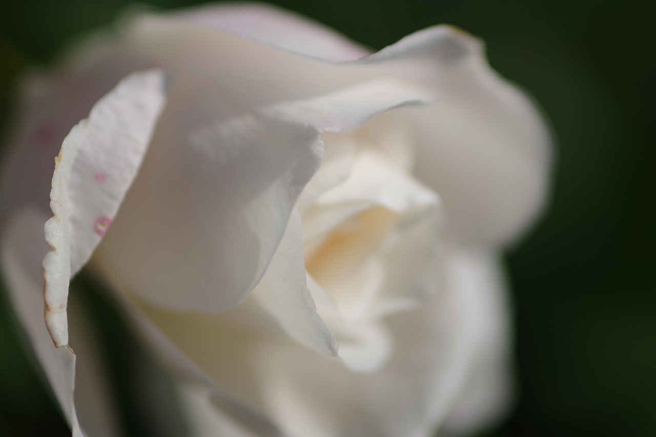 群馬県前橋市の群馬フラワーパークの花々
