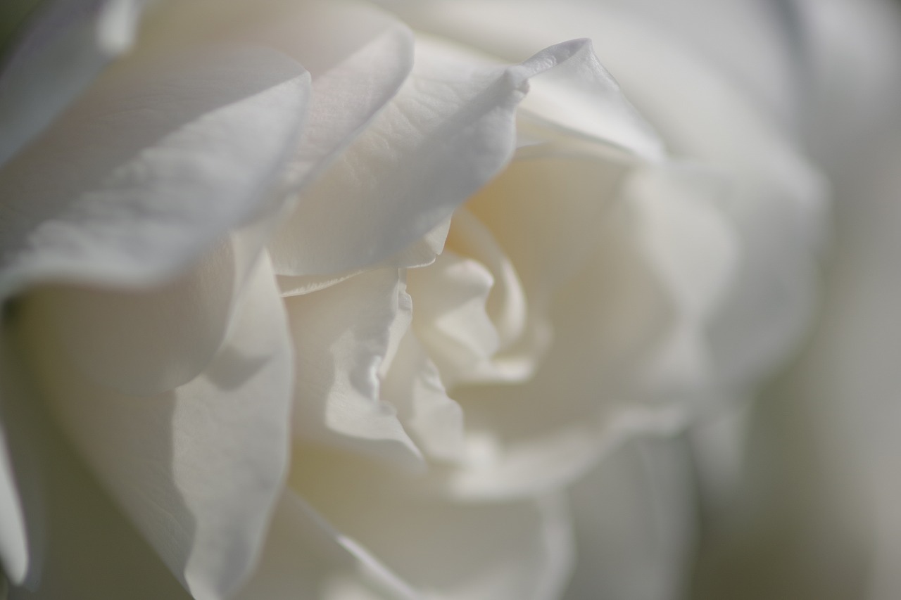 群馬県前橋市の群馬フラワーパークの花々