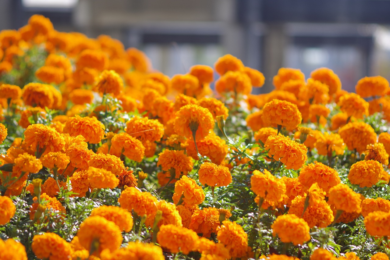 群馬県前橋市の群馬フラワーパークの花々