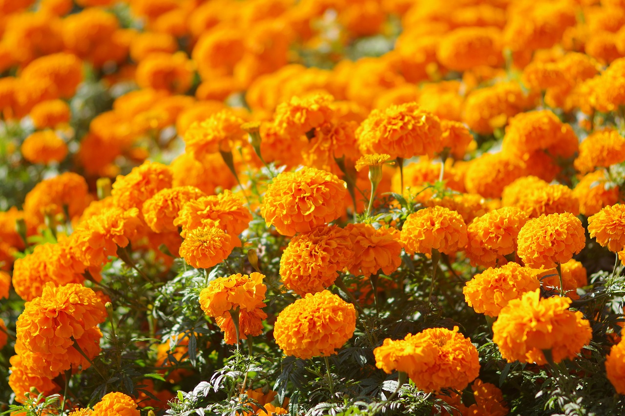 群馬県前橋市の群馬フラワーパークの花々