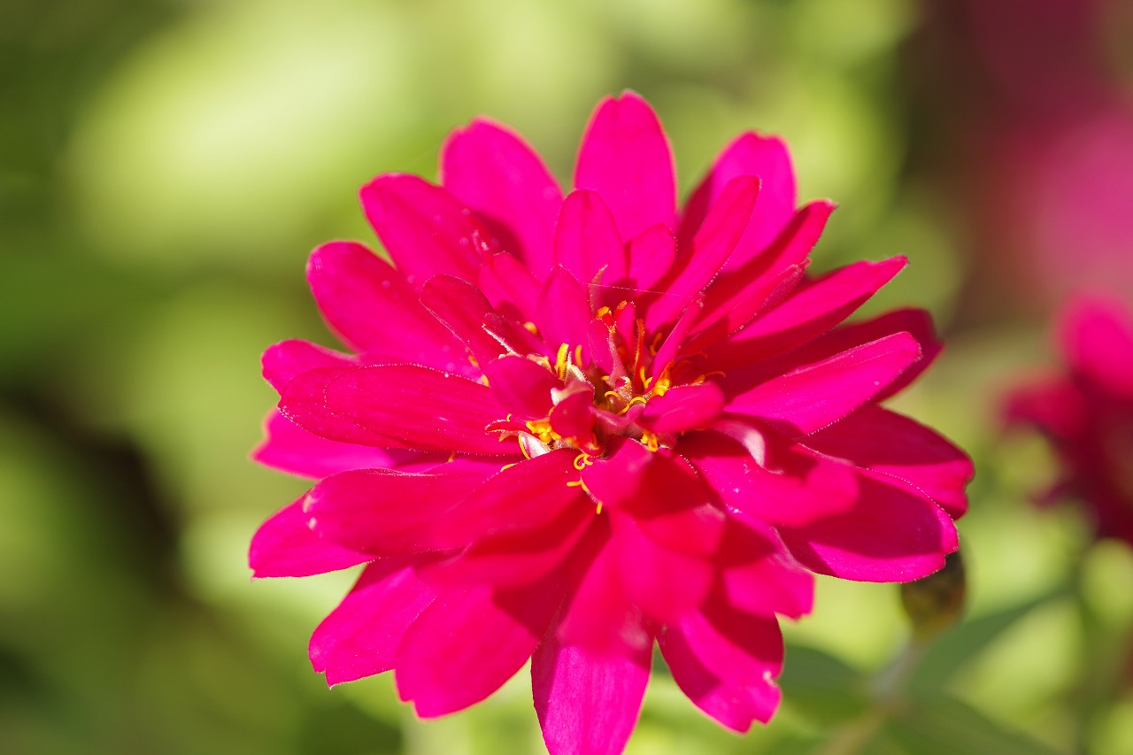 群馬県前橋市の群馬フラワーパークの花々